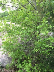 Crataegus chrysocarpa phoeniceoides