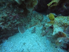 Scorpaena jacksoniensis