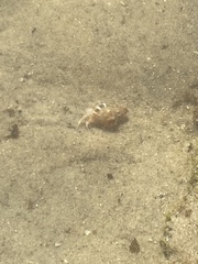 Clibanarius taeniatus