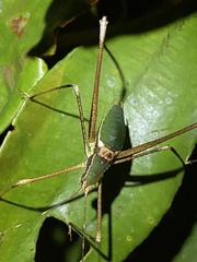 Xenicola brauni