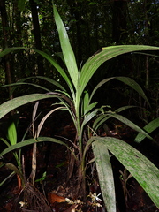 Palmorchis pubescens