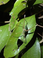 Xenicola brauni