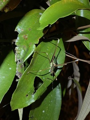 Xenicola brauni