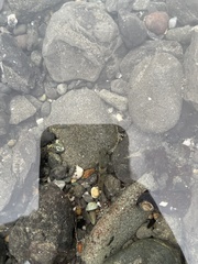 Oligocottus maculosus