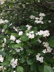 Crataegus chrysocarpa phoeniceoides