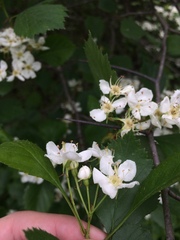 Crataegus chrysocarpa phoeniceoides