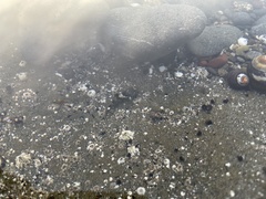 Oligocottus maculosus