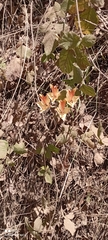 Alstroemeria ligtu ligtu
