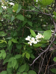 Crataegus chrysocarpa phoeniceoides