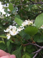 Crataegus chrysocarpa phoeniceoides
