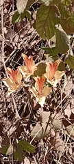 Alstroemeria ligtu ligtu
