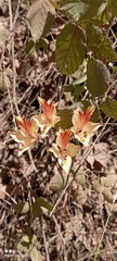 Alstroemeria ligtu ligtu
