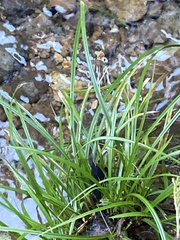 Carex nudata