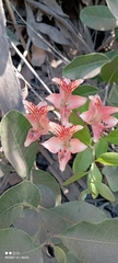 Alstroemeria ligtu ligtu