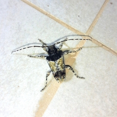 Zikanita perpulchra