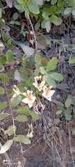 Alstroemeria ligtu ligtu