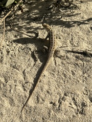 Sceloporus cozumelae