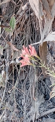 Alstroemeria ligtu ligtu