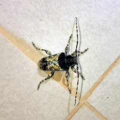 Zikanita perpulchra