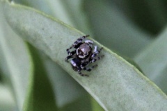 Maratus griseus