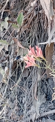 Alstroemeria ligtu ligtu