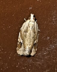 Euphona euphona