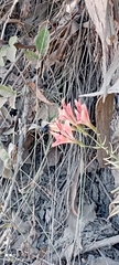 Alstroemeria ligtu ligtu