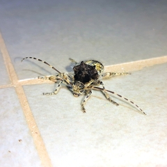 Zikanita perpulchra
