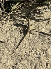Sceloporus cozumelae