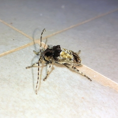 Zikanita perpulchra