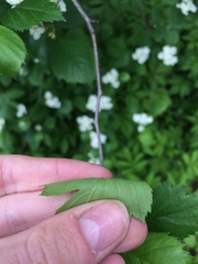 Crataegus chrysocarpa phoeniceoides