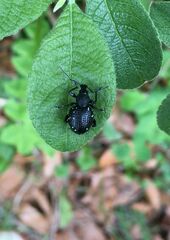 Otiorhynchus gemmatus