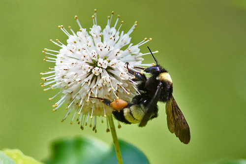 American Bumble Bee, photo 8 of 9