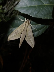 Xylophanes anubus