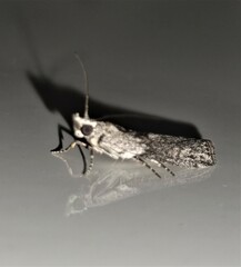 Sciota melanostyla