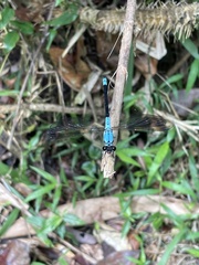 Diphlebia euphoeoides