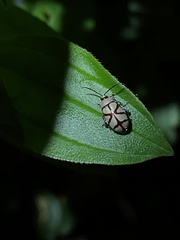 Omophoita magniguttis