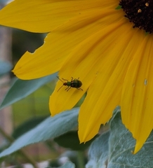 Diabrotica speciosa