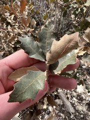 Quercus havardii