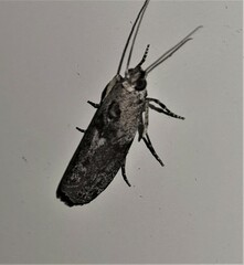 Sciota melanostyla