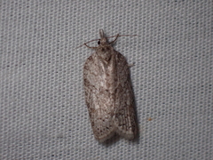 Isotenes miserana