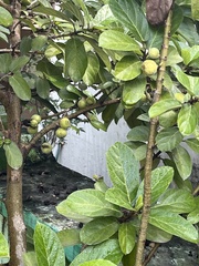 Ficus racemosa