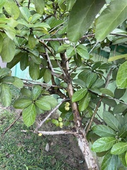 Ficus racemosa