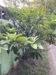 Ficus racemosa