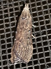 Heteromicta pachytera