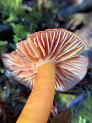 Hygrocybe laetissima