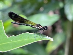 Heliocypha fenestrata