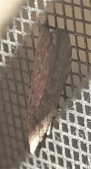 Heteromicta pachytera