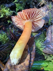 Hygrocybe laetissima