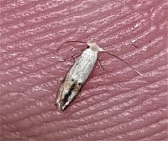 Tineinae